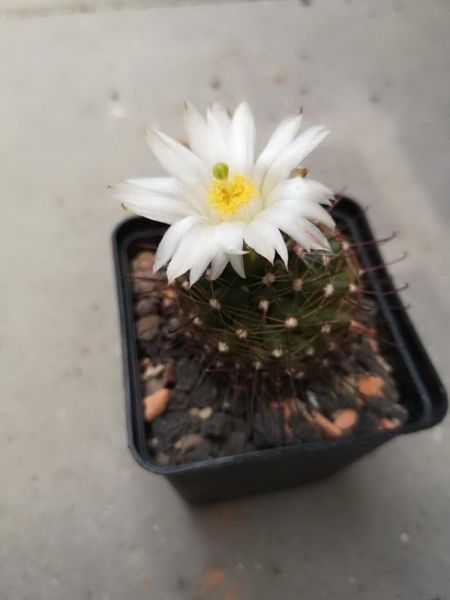 Mammillaria wrightii var. wolfii GL019